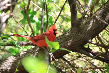 新緑の中で枝にたたずむカーディナル
