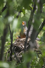 3 Chicks in a nest, backyard wildlife.