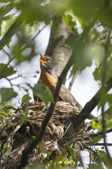 3 Chicks in a nest, backyard wildlife.