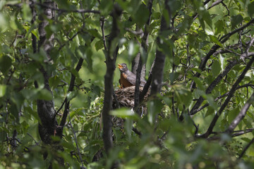 3 Chicks in a nest, backyard wildlife.