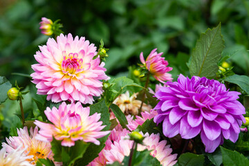 Big beautiful pink and purple blooming dahlia flowers in the garden