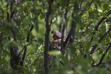 3 Chicks in a nest, backyard wildlife.