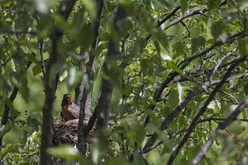 3 Chicks in a nest, backyard wildlife.