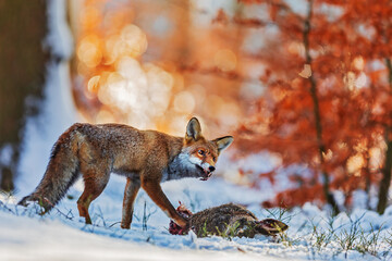 red fox (Vulpes vulpes) began to eat the hare caught in the snow-covered forest