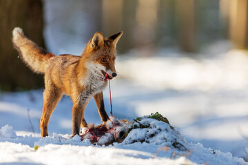 Fototapety na wymiar - Fototapeta24.pl