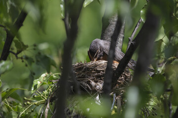 3 Chicks in a nest, backyard wildlife.