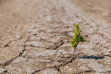 A green sprout sprouts from dry, cracked earth. The lack of rain, a global natural disaster. Global warming concept.