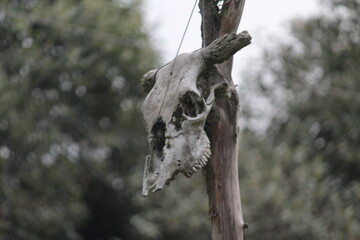 Calavera vaca muerta