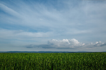Fototapeta na wymiar Green field and sky with clouds, grass in spring background, agricultural cereal crop