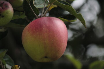 Manzana en el árbol