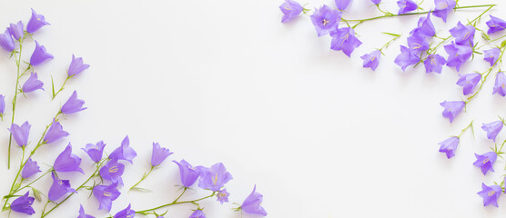 Fototapeta na wymiar violet wild flowers on white background
