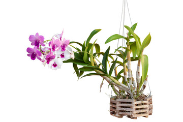 Purple and white orchid flower bloom and hanging in wooden pot in the garden isolated on white background included clipping path.