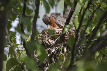 3 Chicks in a nest, backyard wildlife.