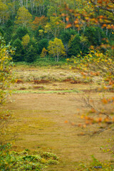 秋の志賀高原　田ノ原湿原