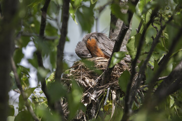 3 Chicks in a nest, backyard wildlife.