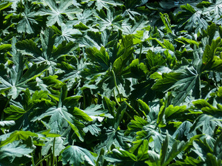 Bigroot Geranium background close up