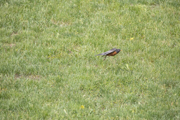 Bird launching into flight, backyard wildlife.