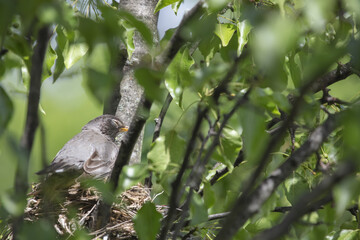 Chicks in nest with parents, open eyes, closed eyes