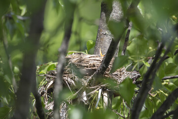 Chicks in nest with parents, open eyes, closed eyes