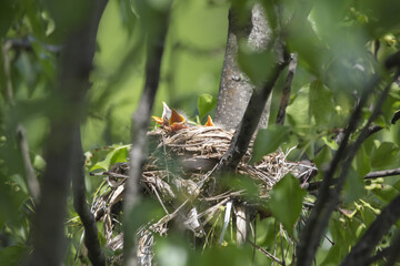 Chicks in nest with parents, open eyes, closed eyes