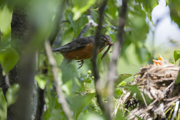 Chicks in nest with parents, open eyes, closed eyes