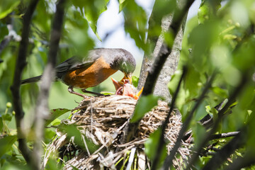 Chicks in nest with parents, open eyes, closed eyes