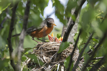 Chicks in nest with parents, open eyes, closed eyes