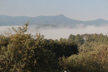 Amanecer brumoso en el bosque