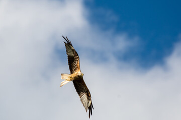 bird of prey red kite flying with spreaded wings