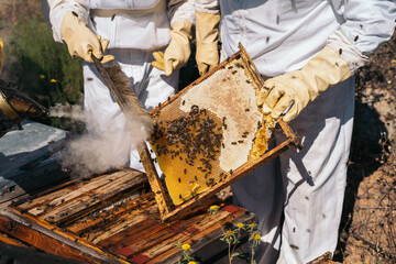 Beekeepers working to collect honey. Organic beekeeping concept.