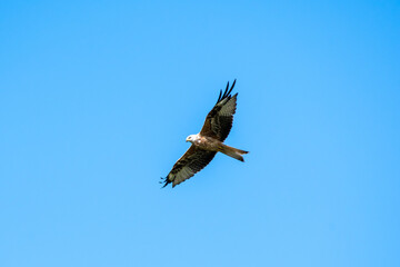 red kite, bird of prey flying looking for a prey