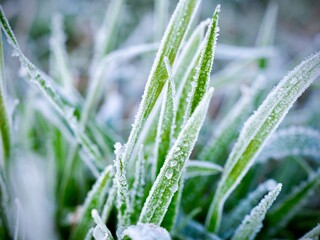 Frozen Grass