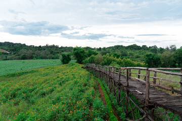 A wooden bridge in a flowers farm