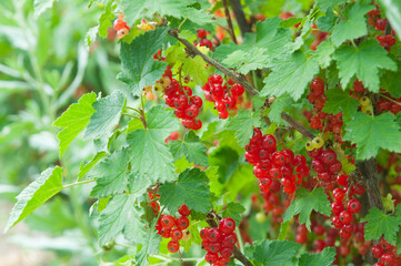 Ripe red currant berries in the home garden on sunny summer evening. healthy organic foods in the countryside, harvesting, gardening. Copy space on green leafs.
