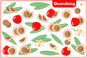 Set of vector cartoon illustrations with Quandong exotic fruits, flowers and leaves isolated on white background