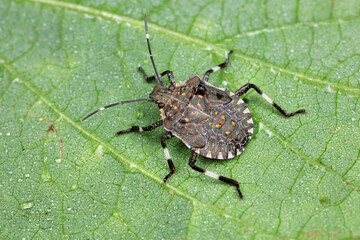 stink bug insects in natural state