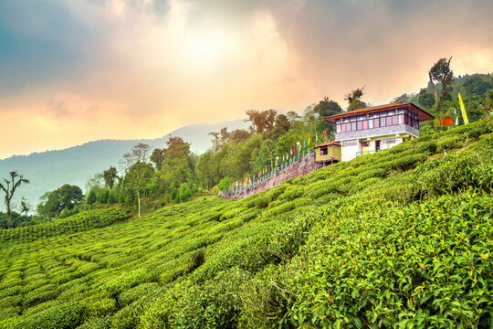 Temi tea garden of Ravangla, Sikkim, India.