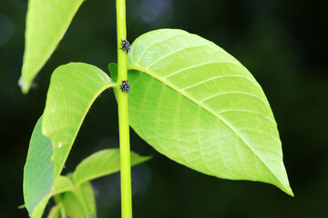 Young nymphs of lycorma delicatula, North China