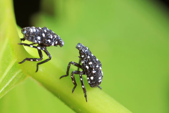 Young nymphs of lycorma delicatula, North China