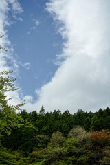 Obraz na płótnie Canvas 雲と青空と新緑