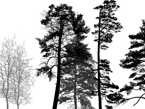pine black and grey forest silhouettes isolated on white