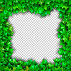 Natural realistic 3d green grape leaf, ivy wall isolated on transparent background. Eco modern style, can be used on flyers, banners web. Nature wallpaper fresh green leaf plant. Vector illustration. 