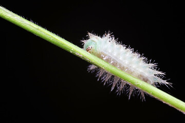 caterpillars in natural state