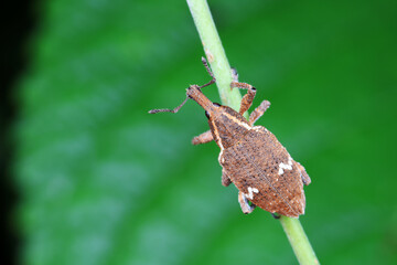 weevils inhabit nature