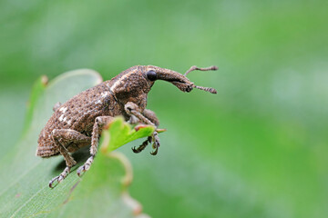 weevils inhabit nature