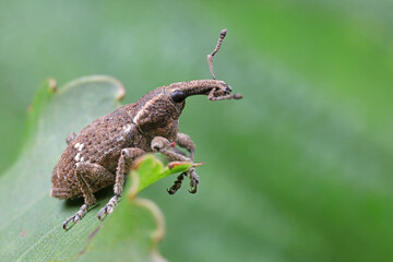 weevils inhabit nature