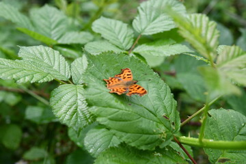 motyl © Krzysztof  Jaworski