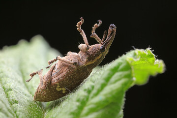 weevils inhabit nature
