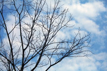 Silhouette of dry tree branches with sky and cloud background.