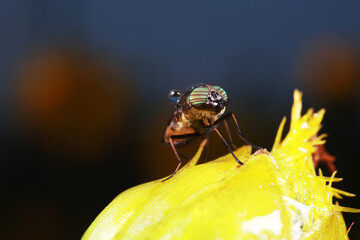 Flies and insects on yellow flowers